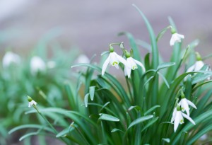 Beautiful small white snowdrops flowers. First springtime flowers blooming.